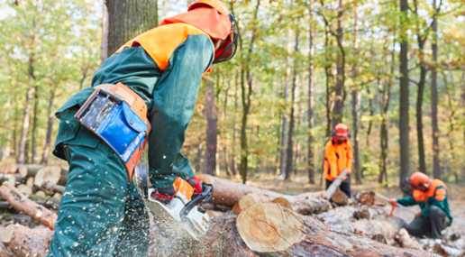 Operatore Forestale 2026: aperte dal 1° marzo le iscrizioni al corso di qualificazione